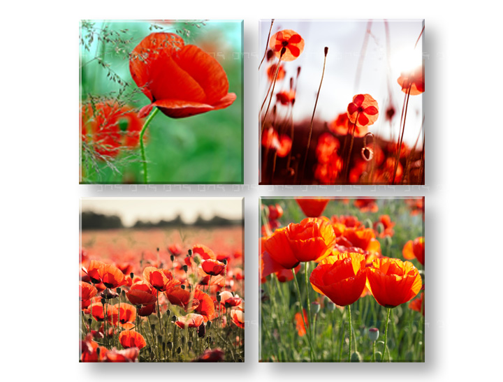 Slike na platnu Meadow of poppy poppies Kolaž 