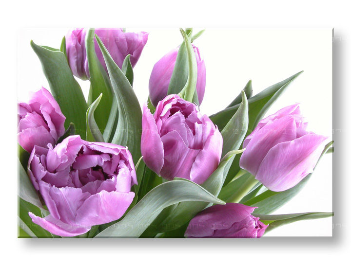 С добрым утром тюльпаны с пожеланиями красивые